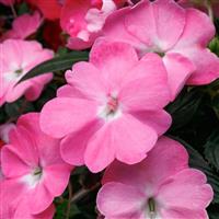 SunPatiens<sup>®</sup> Vigorous Pretty Pink Impatiens