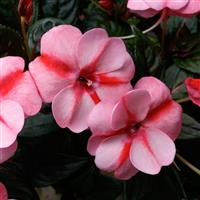 SunPatiens<sup>®</sup> Vigorous Peach Candy Impatiens