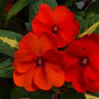 SunPatiens<sup>®</sup> Vigorous Tropical Orange V/L Impatiens