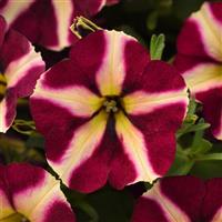 Lemonberry Petunia