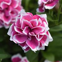 Pink Diamond Petunia