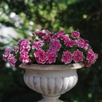 Pink Diamond Petunia