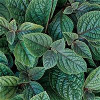 Nico Plectranthus