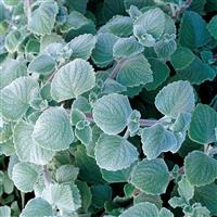 Nicolleta Plectranthus