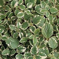 Variegata Plectranthus