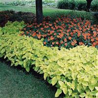 Wizard<sup>®</sup> Golden Coleus