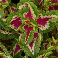 Wizard<sup>®</sup> Rose Coleus