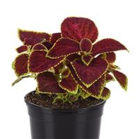 Wizard<sup>®</sup> Scarlet Coleus