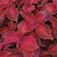 Wizard<sup>®</sup> Velvet Red Coleus