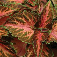 Wizard<sup>®</sup> Coral Sunrise Coleus