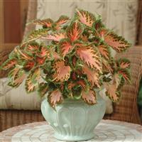 Wizard<sup>®</sup> Coral Sunrise Coleus