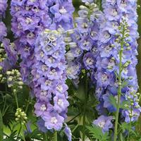 Delphinium Guardian Lavender