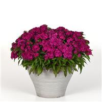 Dart™ Purple Dianthus