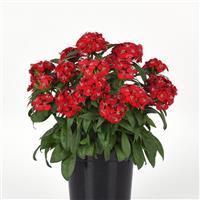 Dart™ Scarlet Dianthus