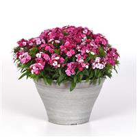 Dart™ Pink Magician Dianthus