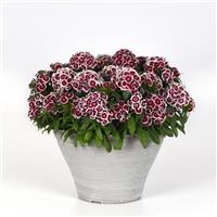 Dart™ Red White Picotee Dianthus