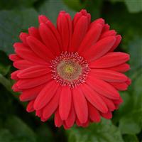 ColorBloom™ Deep Rose with Light Eye Gerbera