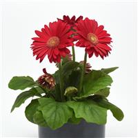 ColorBloom™ Deep Rose with Light Eye Gerbera