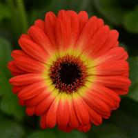 ColorBloom™ Bicolor Orange Yellow Gerbera