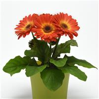 ColorBloom™ Bicolor Orange Yellow Gerbera