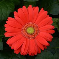 ColorBloom™ Cherry with Light Eye Gerbera