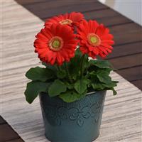 ColorBloom™ Cherry with Light Eye Gerbera