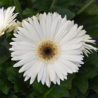 ColorBloom™ White with Dark Eye Gerbera