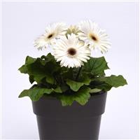 ColorBloom™ White with Dark Eye Gerbera