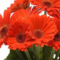 ColorBloom™ Deep Orange with Dark Eye Gerbera