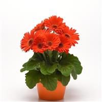 ColorBloom™ Deep Orange with Dark Eye Gerbera