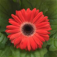 ColorBloom™ Watermelon with Dark Eye Gerbera