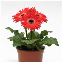 ColorBloom™ Watermelon with Dark Eye Gerbera