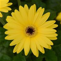 ColorBloom™ Yellow with Dark Eye Gerbera