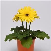 ColorBloom™ Yellow with Dark Eye Gerbera