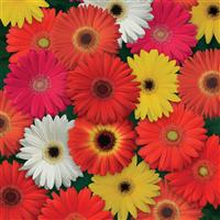 ColorBloom™ Mixture Gerbera