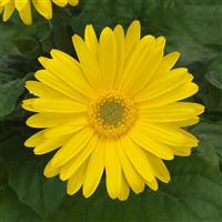 ColorBloom™ Yellow with Light Eye Gerbera