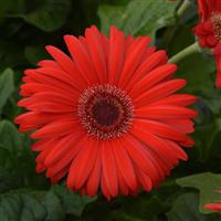 ColorBloom™ Red with Dark Eye Gerbera