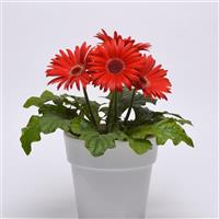 ColorBloom™ Red with Dark Eye Gerbera