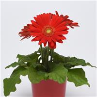 ColorBloom™ Red with Light Eye Gerbera