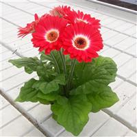 ColorBloom™ Bicolor Red White Gerbera