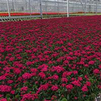 Jolt™ Cherry Interspecific Dianthus