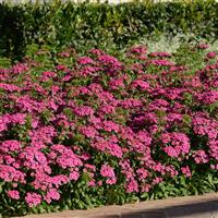 Jolt™ Pink Interspecific Dianthus