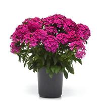 Jolt™ Purple Interspecific Dianthus