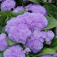 Aloha Blue Ageratum