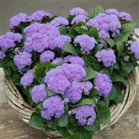 Aloha Blue Ageratum