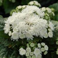 Aloha White Ageratum