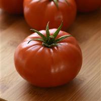 WonderStar™ Red Tomato