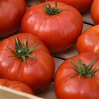 WonderStar™ Red Tomato