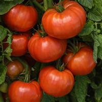 WonderStar™ Red Tomato