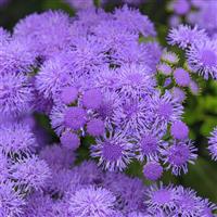 Monarch Magic Ageratum